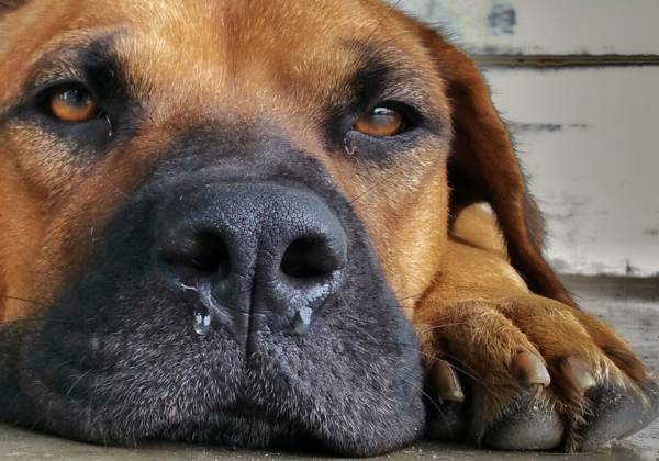 fordampning Parlament Tag telefonen Tipps gegen Schnupfen und Erkältung beim Hund