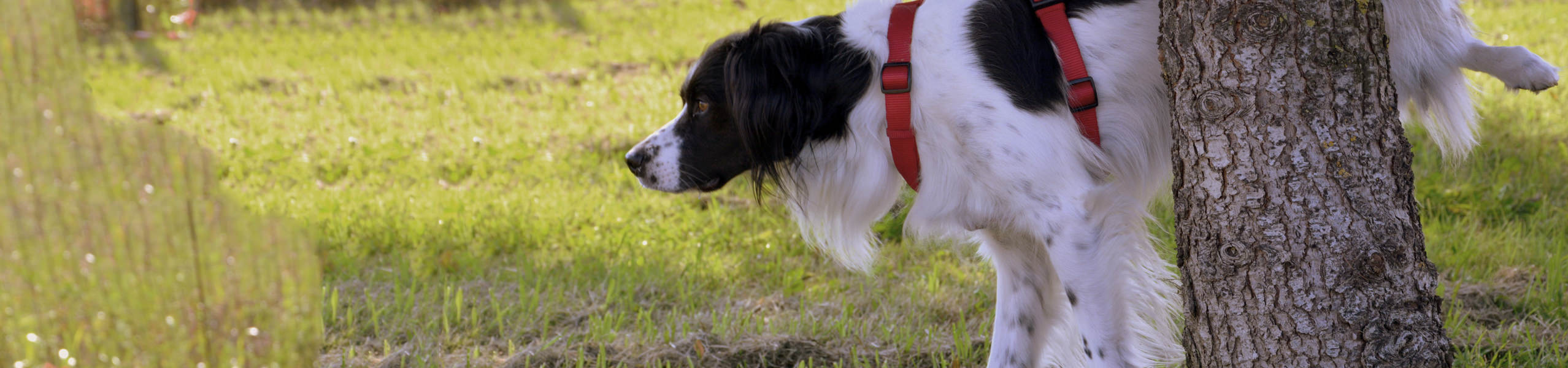 Hund mit Blasenentzündung: wie wir den Vierbeiner behandeln können