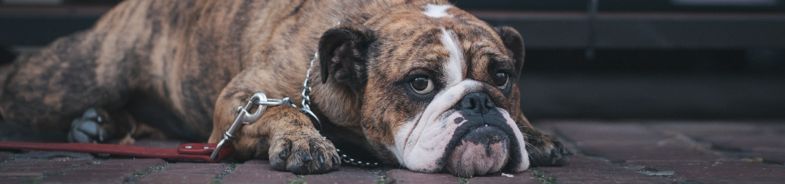 Was tun bei Lipomen – Hunde natürlich behandeln