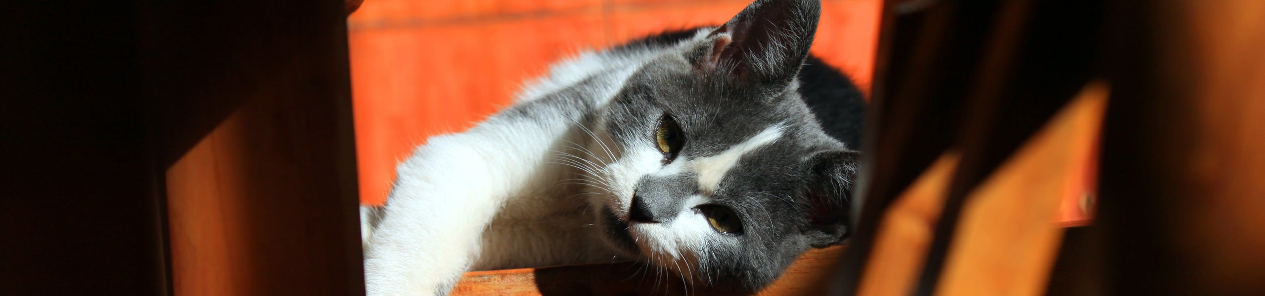 Katze mit Arthrose oder Arthritis: unbedingt richtig behandeln