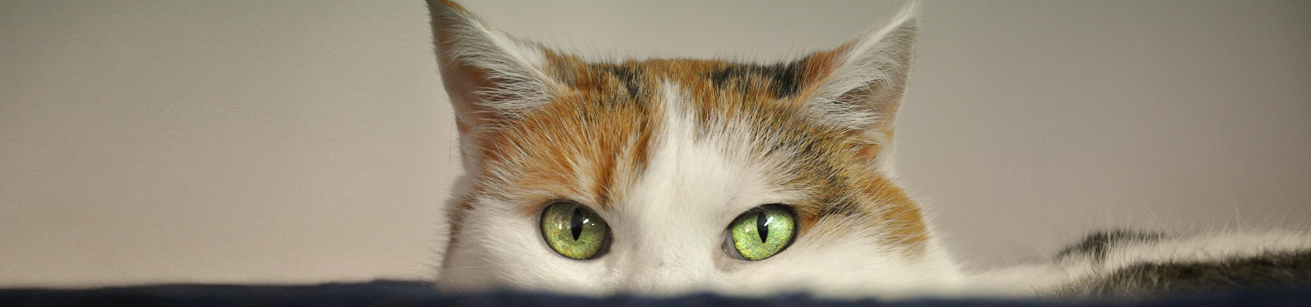 Katze mit Leckekzemen: Ursache finden und richtig behandeln