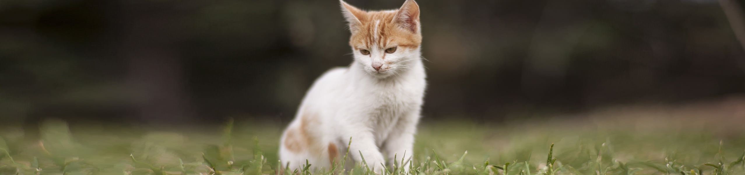 Lipome bei Katzen – natürlich von innen behandeln