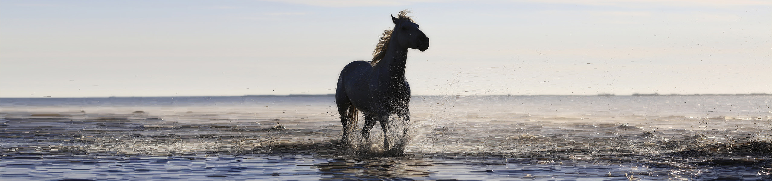 Hufrollenentzündung beim Pferd: erkennen und behandeln
