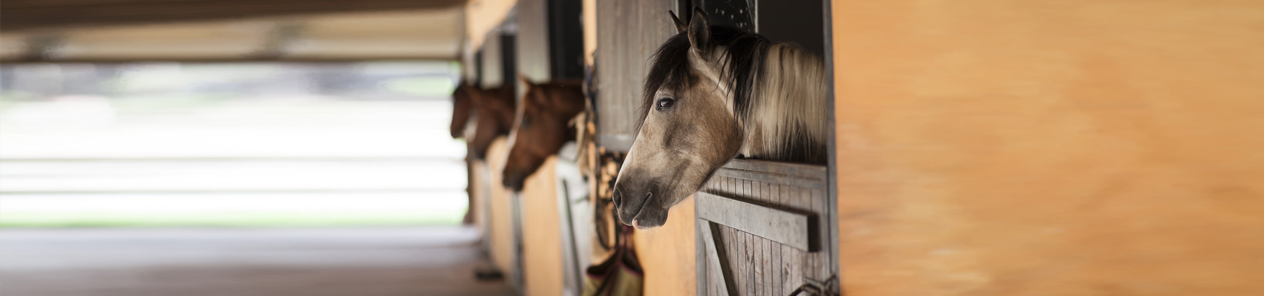 Sehnenschaden beim Pferd: behandeln und vorbeugen