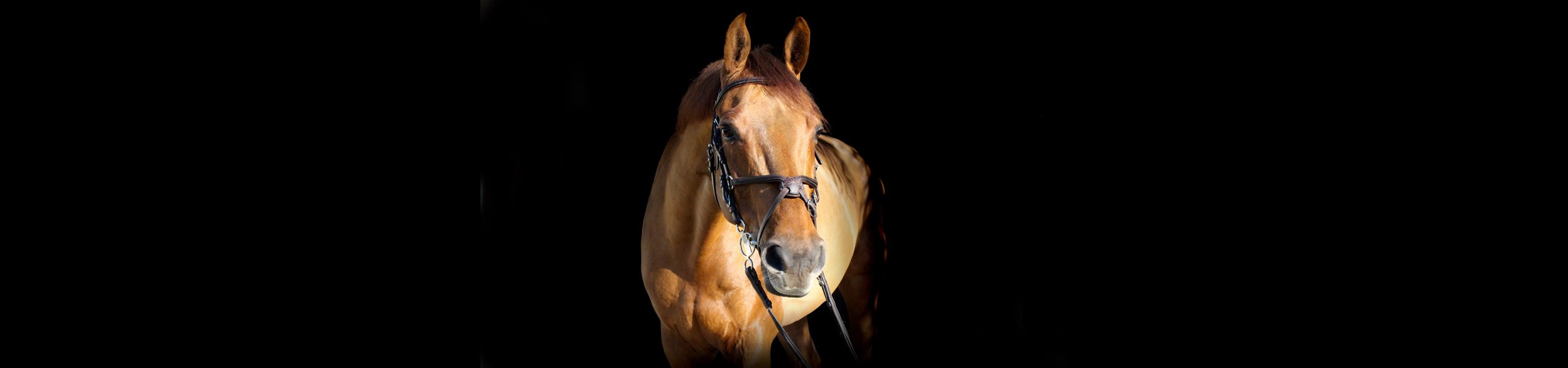 Spat beim Pferd: Ursachen, Behandlung und Fütterung