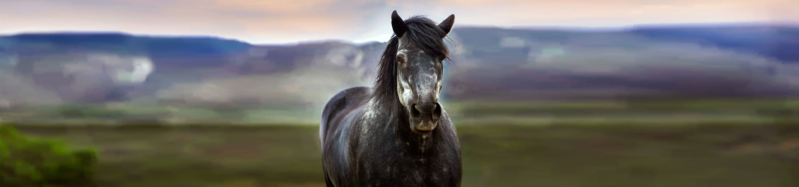 Hufrehe bei Pferden: erst erkennen dann richtig behandeln