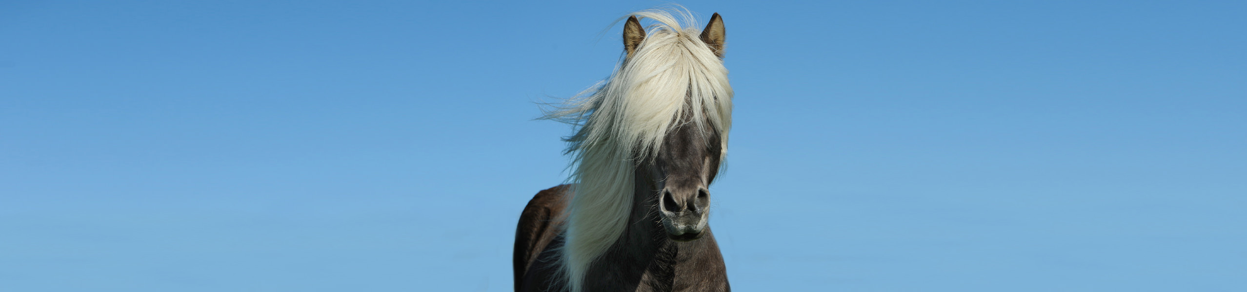 Kolik beim Pferd: Arten, Ursachen und Behandlung