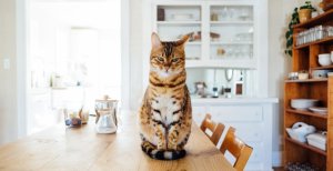 Katze auf einem Esstisch