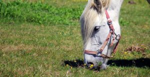 Pferd frisst den Rasen