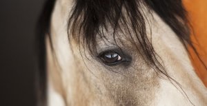 Pferd Portraitbild